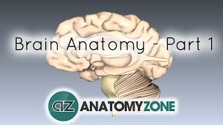 Basic Parts of the Brain  Part 1  3D Anatomy Tutorial [upl. by Sophronia872]