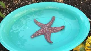 Waterproof Air Dry Clay Starfish [upl. by Alton]