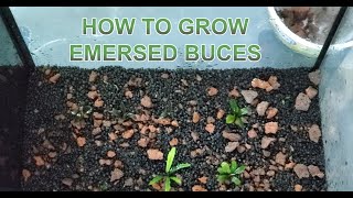 How to grow emersed Bucephalandra [upl. by Ennairol57]