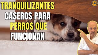 ✅ MEJOR TRANQUILIZANTE CASERO PARA PERROS CON MIEDO O ANSIEDAD ✅ [upl. by Leirvag]