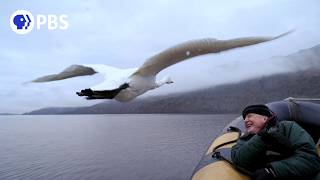 How David Attenborough Captured Memorable Swan Moment [upl. by Ymerrej]