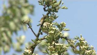 Iberian Chiffchaff Song [upl. by Ecnarrat708]