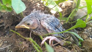 Yellow Billed Babbler  Village Vivasayam [upl. by Ethelbert]