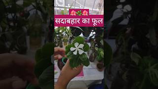 SadabaharVinca Plant Kaise Lagaye terracegarden sadabahar viralvideo shorts [upl. by Niven]