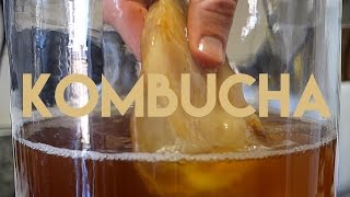 Beginners Guide To Fermentation Kombucha Making [upl. by Pedaias]