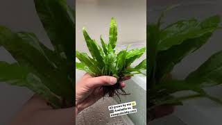 Java Fern Aquarium Plant 🌱 [upl. by Eak]