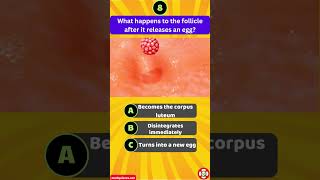 What happens to the follicle after it releases an egg [upl. by Bevvy315]