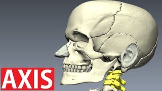 Axis Anatomy  Vertebral Column Anatomy  Neck Anatomy [upl. by Sik]