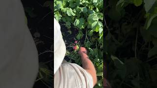 HARVESTING RADISHES PLANTED IN SEPTEMBER 2024 — HARVESTED IN OCTOBER 2024 [upl. by Akemej]