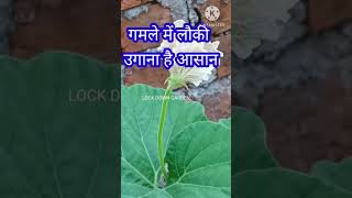 गमले में उगाएं ढेरों लौकीHow to grow bottle gourd ShortsGrow vegetables home garden [upl. by Schaefer221]