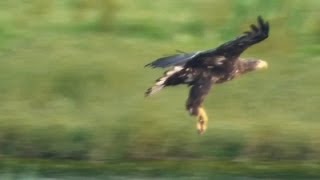 Zeearenden in de Biesbosch HD [upl. by Zoellick743]