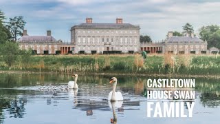 Castletown House Swan Family 2024 [upl. by Iduj]