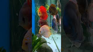 The Most Beautiful Discus Cichlids Tank Youll Ever See [upl. by Yrekcaz]