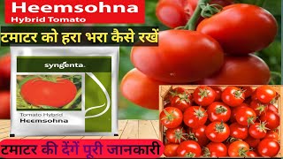 🍅HEEMSONATAMATAR KI KHATI को स्वस्थ व हरा भरा कैसे करें सम्पूर्ण जानकारी tomato HeemSonatamatar [upl. by Anisamoht738]