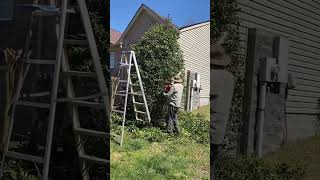 Dad makes easy work on LARGE holly tree  How to trim LARGE holly tree  tools yardwork [upl. by Reamonn]