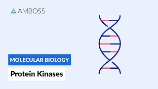 Protein Kinases Cell Signaling and Phosphorylation [upl. by Liartnod]