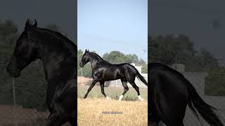 marwari stallion aliraj kantasirekala kantaheight66 inch ownersurjit singhcont no9872545454 [upl. by Euqinim]