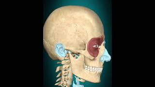 3d Animationof orbicularis oculi Action biology viralshort [upl. by Arlee514]