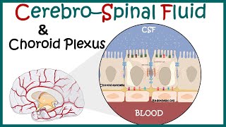 Cerebrospinal Fluid  CSF and the choroid plexus  Anatomy of Choroid plexus  function of CSF [upl. by Karole]