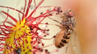 Cape Sundews Trap Bugs In A Sticky Situation  Deep Look [upl. by Dirgni]