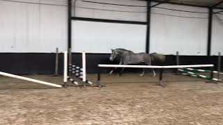 Top Quality 4yo Gelding by Sir Obolensky x Albaran x Non Stop [upl. by Bardo]