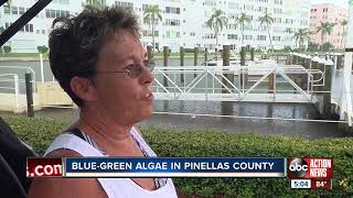 Bluegreen algae now detected in Pinellas County waterways [upl. by Ridan692]