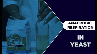 ANAEROBIC RESPIRATION IN YEAST [upl. by Anayad]