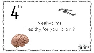 MEALWORMS HEALTHY FOR YOUR BRAIN  Livin farms Advent Calendar 124 [upl. by Einehpets]