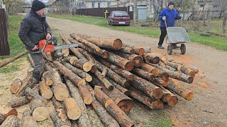 Распиловка ольхи на дрова из пачки Профессиональая бензопила из Италии [upl. by Atteuqal5]