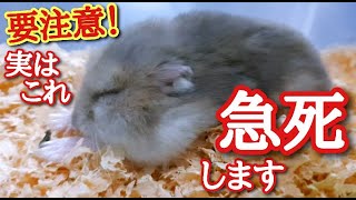 【飼主の多くが知らない】ハムスターが急死する出来事５つ [upl. by Eirojram632]