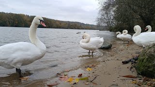 Harmony in Nature Wild Swans Geese and Ducks Together  4K Birdwatching [upl. by Octavia40]