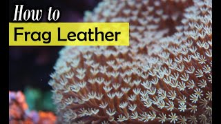 How To Frag Leather Coral Tutorial [upl. by Ellenig]