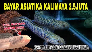 BAYAR ‼️ ASIATICA KALIMAYA FULL MUTIARA SAMPAI MATA [upl. by Yeldnarb]