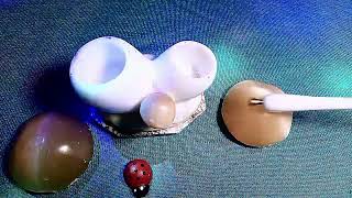 ASMR Video Mushrooms Talking [upl. by Rebmik]