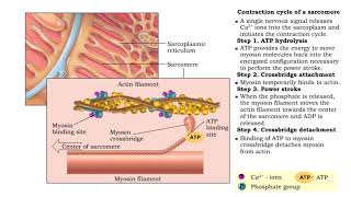 Contraction cycle of a sarcomere [upl. by Otcefrep]