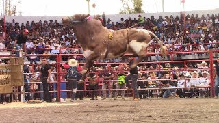 RAYITO DE LA TENENCIA  21 TOROS DE RANCHO LOS DESTRUCTORES DE MEMO OCAMPO EN COPÁNDARO  JARIPEO [upl. by Onfroi951]