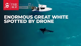 Drone spots enormous great white shark in Esperance Western Australia [upl. by Armat325]