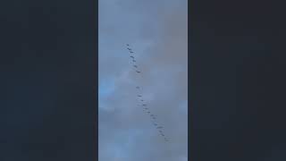 Loads of geese [upl. by Masha]