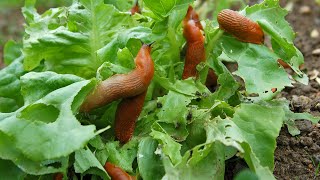 How to stop slugs eating my plants 2023 [upl. by Moretta]