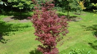 Acer palmatum Skeeters Broom Japanese Maple [upl. by Hgiel]