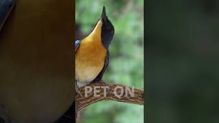 Tickells blue flycatcher Singing E11 birdsinging flycatchers tledekangunung [upl. by Yeldah]