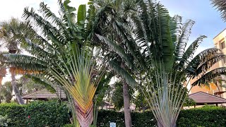 Traveller’s Tree  Ravenala madagascariensis [upl. by Magnuson855]