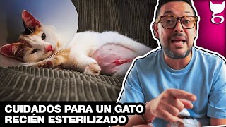 CÓMO CUIDAR UN GATO RECIÉN ESTERILIZADO 😺 LA GATERÍA TV [upl. by Lona]