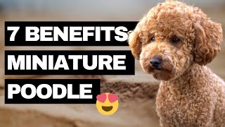 7 Advantages of a Miniature Poodle  Our Top Reasons why we got a Miniature Poodle [upl. by Ym472]