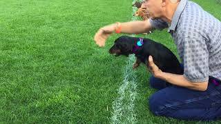 Pappy in the 2017 Pa Oktoberfest Wiener Dog Races [upl. by Kassi]