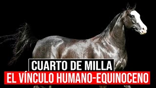 🔴 Cuidados Esenciales Para Mantener A Tu CABALLO CUARTO DE MILLA En Forma Óptima 🔴 [upl. by Atsyrc285]