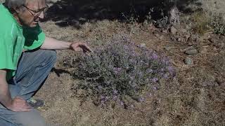 01 Spotted Knapweed Centaurea stoebe [upl. by Dogs]