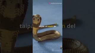 ¡La Serpiente TAIPAN el Sumo Venenosa didyouknow nosabias amazingfacts curiosidades animals [upl. by Tarrel]