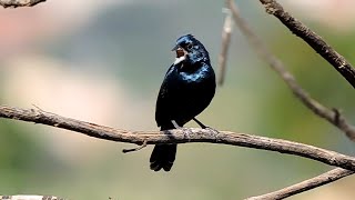 Tiziu azulado dando um verdadeiro show na natureza de canto e beleza [upl. by Ydnahs]