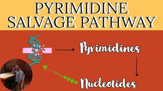 Pyrimidine Salvage pathway  Pyrimidine Nucleotides synthesis pathway  Nucleotide synthesis [upl. by Darice846]